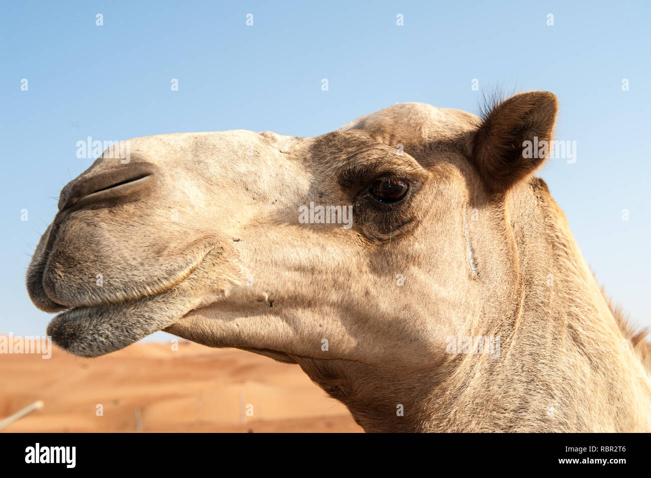 Il cammello Foto Stock