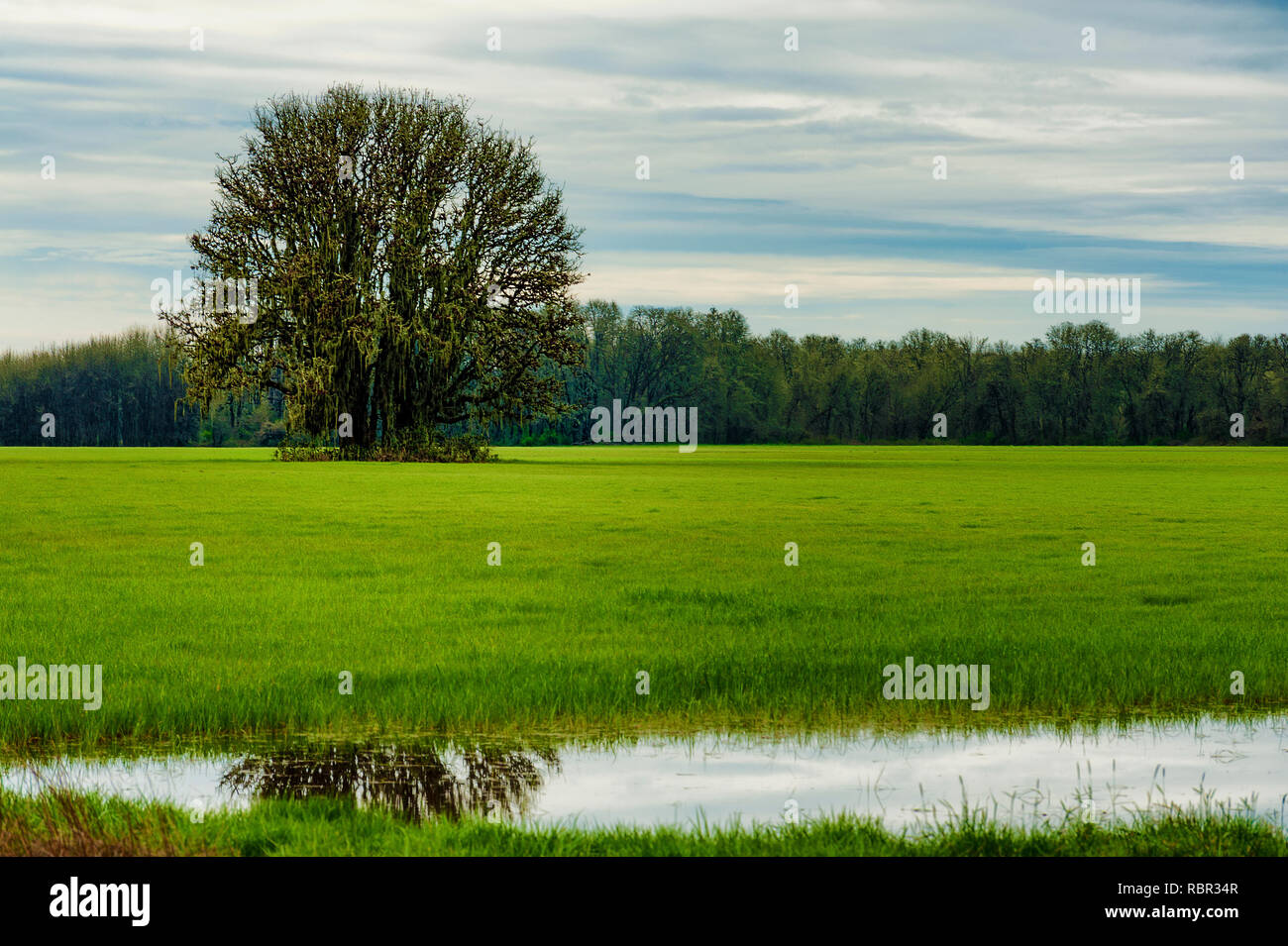 Un lone White Oak tree sorge in un verde campo erboso. Una foresta di alberi di linee del bordo esterno del campo e un piccolo stagno formato da piogge invernali Foto Stock