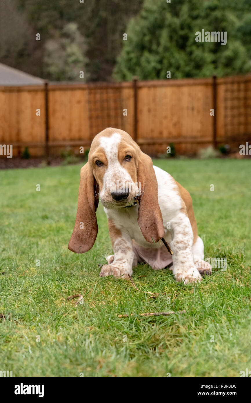 Renton, Washington, Stati Uniti d'America. Tre mesi di età Basset Hound 'Elvis' masticare su un bastone nel suo cortile, con orecchie bagnato a causa della recente pioggia. (PR) Foto Stock