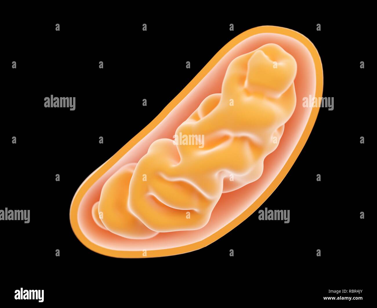 Illustrazione di un mitocondrio. Foto Stock