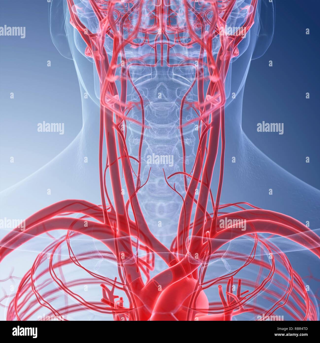 Vasi sanguigni del collo immagini e fotografie stock ad alta risoluzione -  Alamy