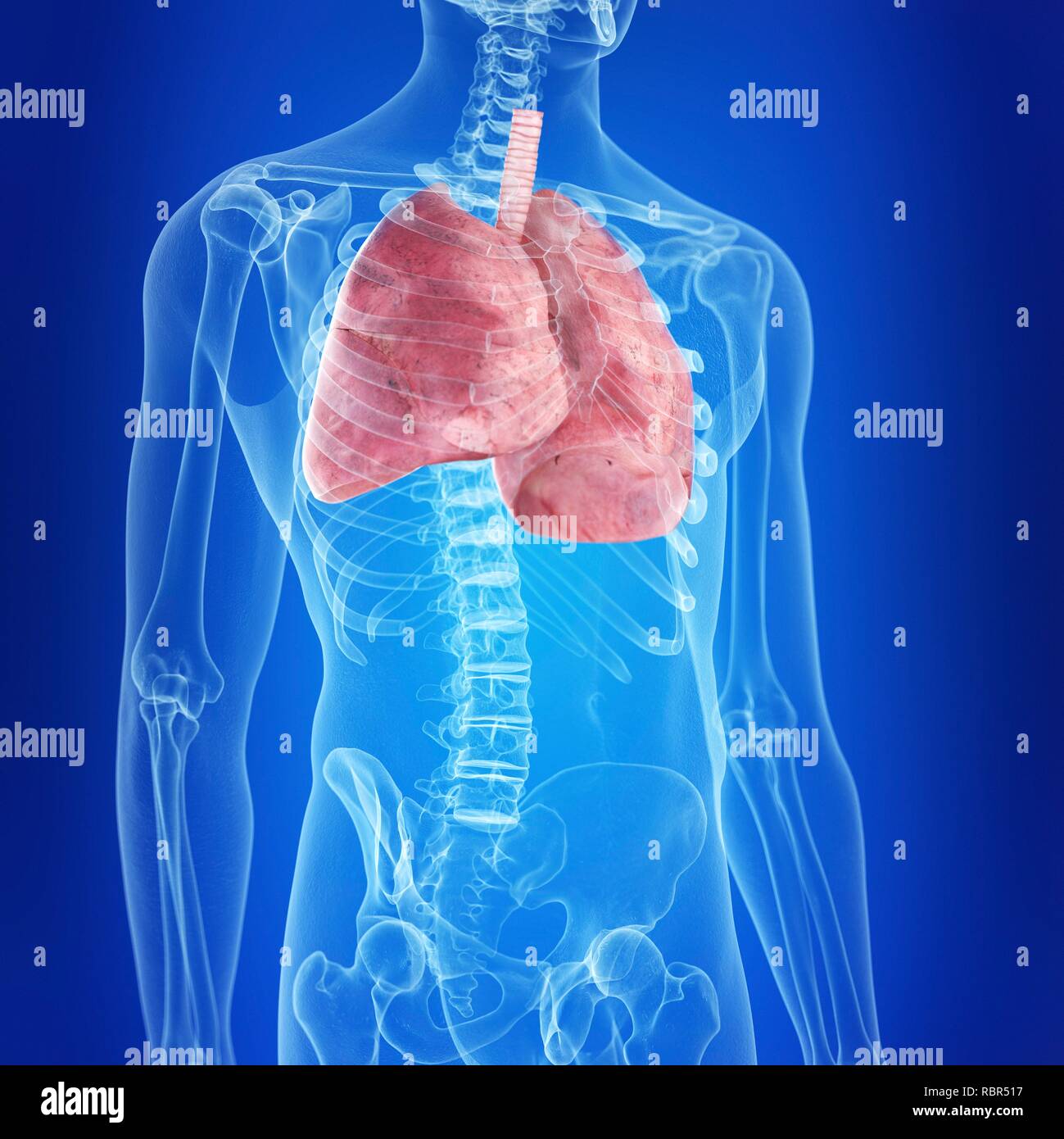 Illustrazione dei polmoni umani. Foto Stock