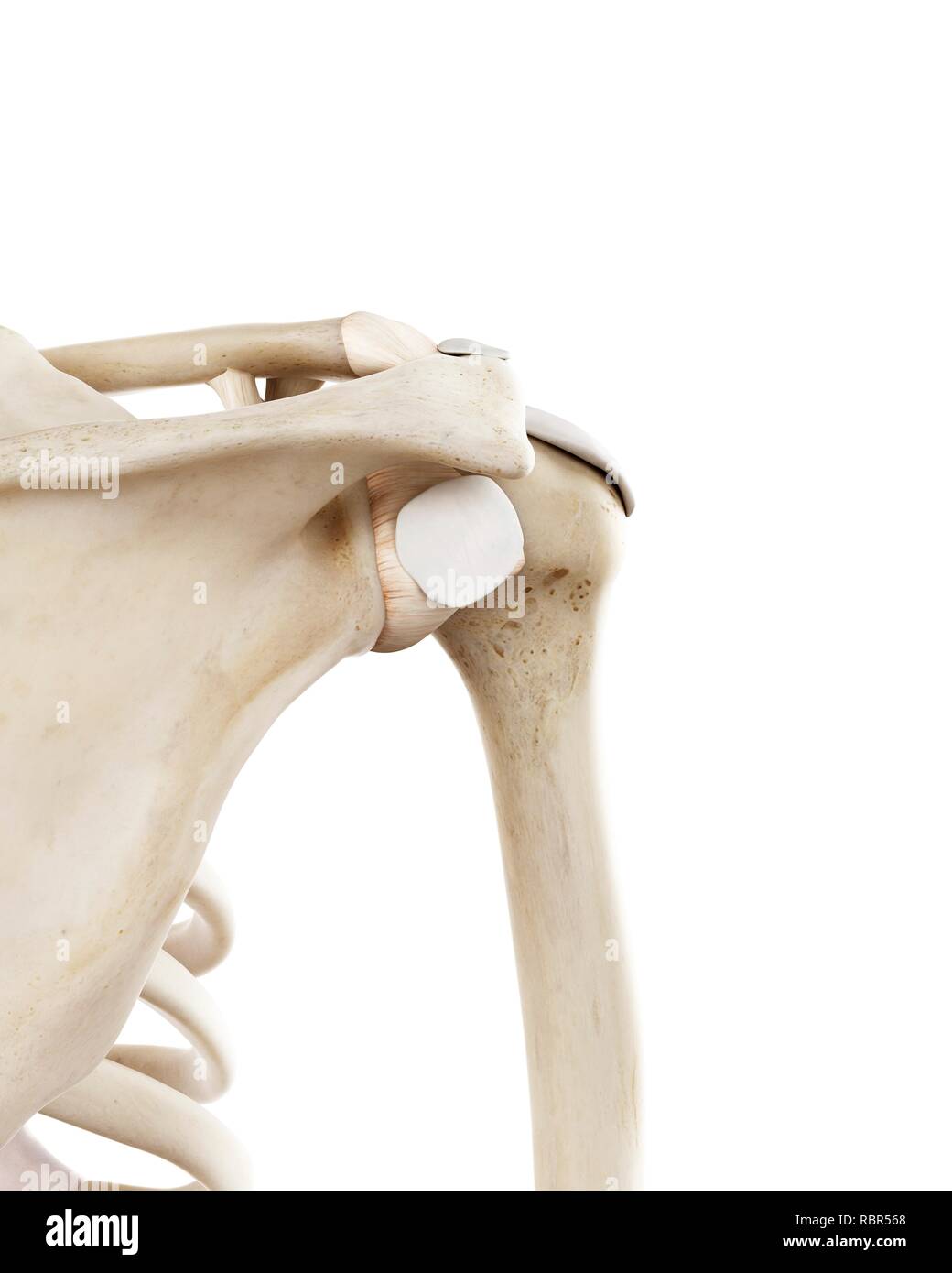 Illustrazione della spalla umana le ossa. Foto Stock