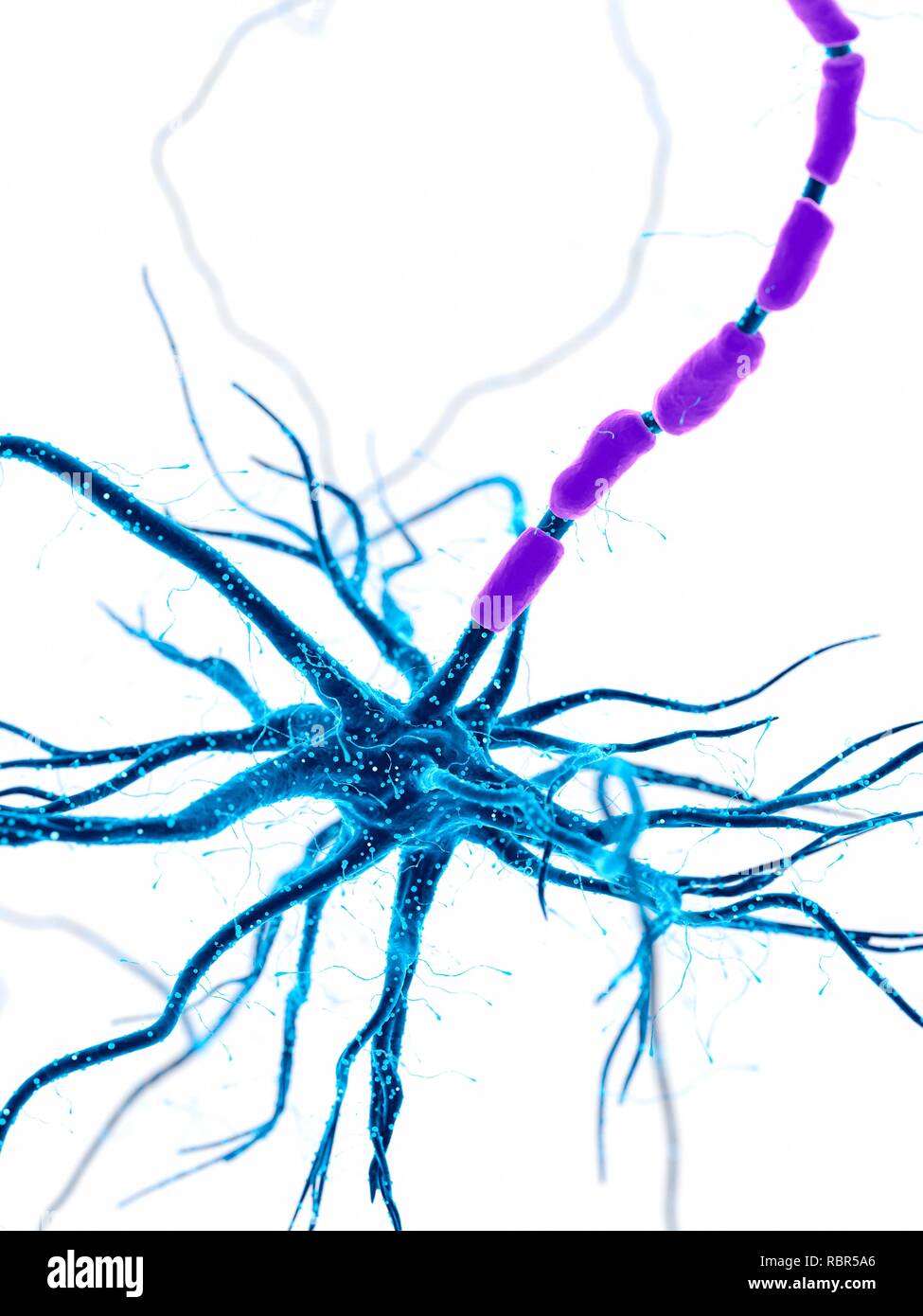 Illustrazione di un essere umano di cellule nervose. Foto Stock