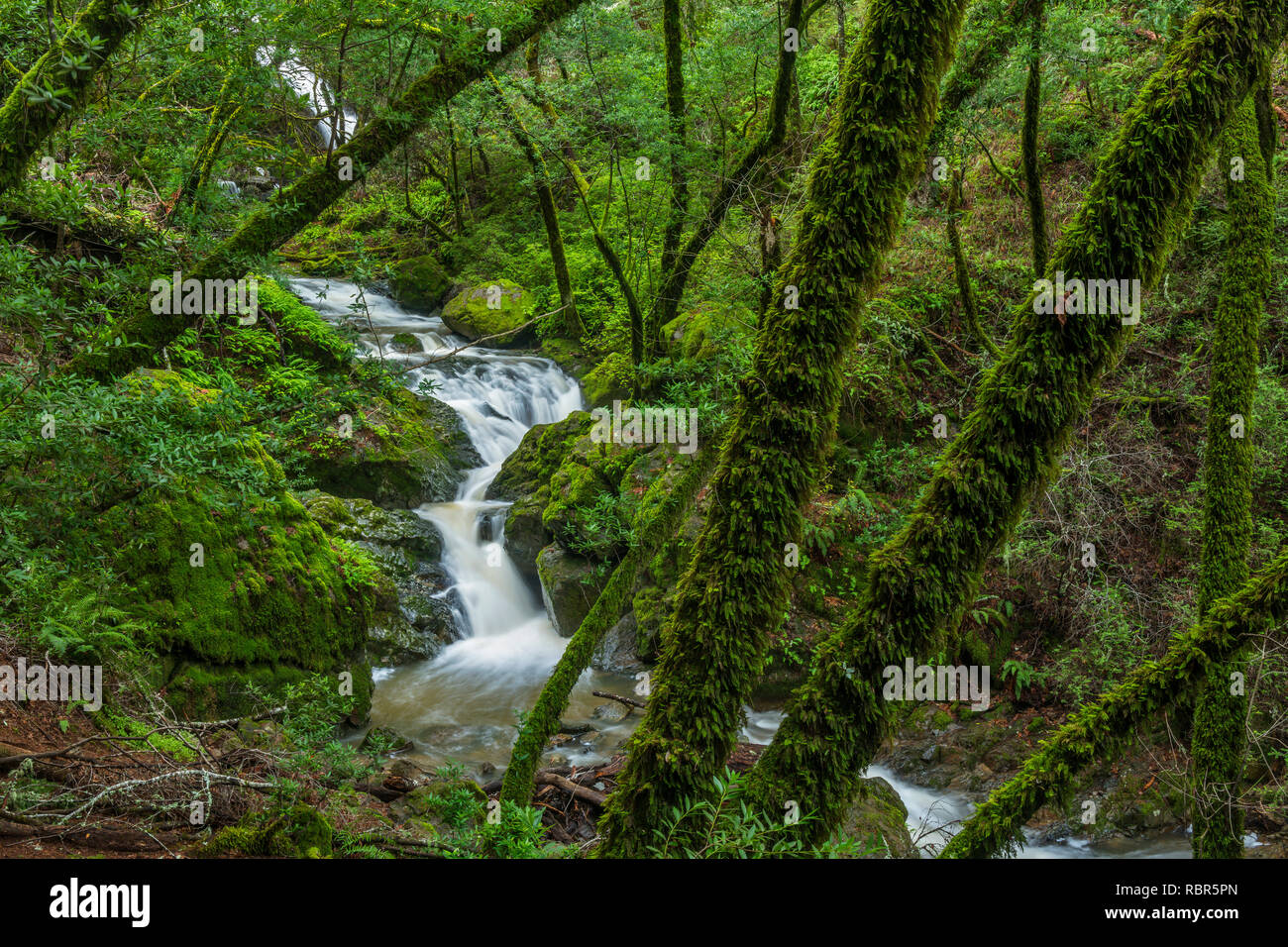 La cataratta cade, cataratta Canyon, Monte Tamalpais, Marin County, California Foto Stock