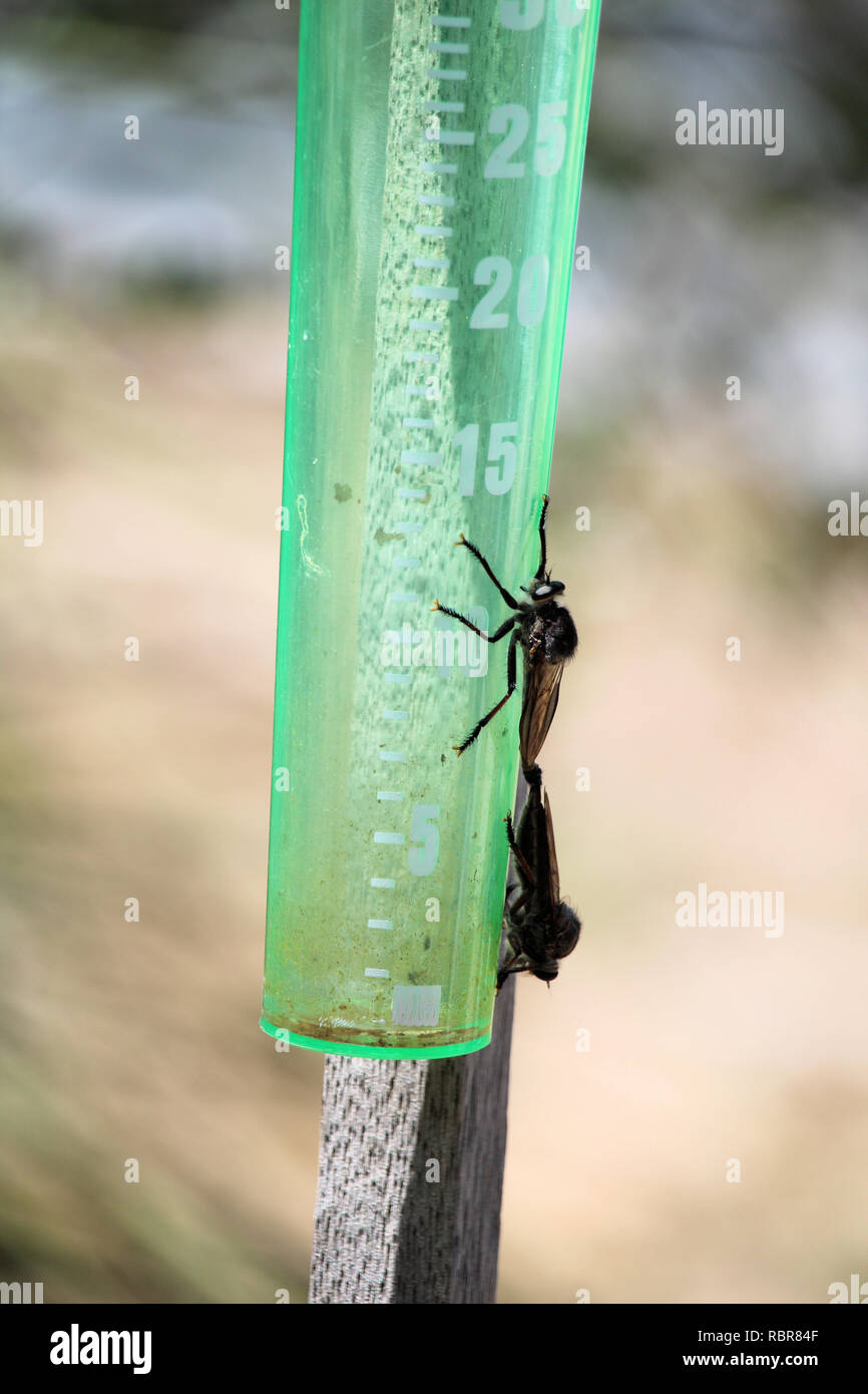 Rapinatore vola coniugata (Asilidae) sul manometro di pioggia Foto Stock