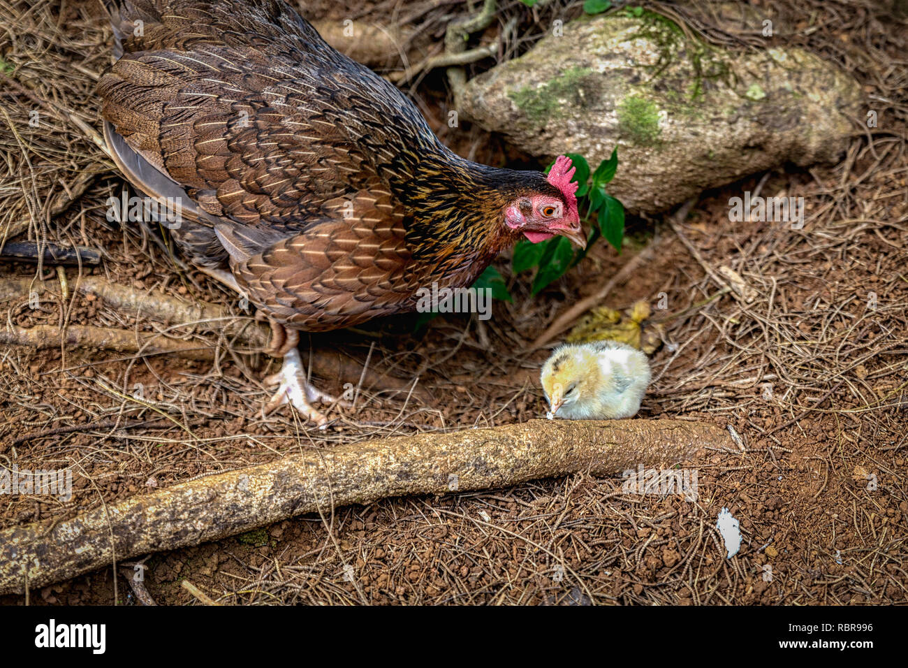 Feral gallina con un pulcino bianco nel bosco su Oahu Island, Hawaii Foto Stock