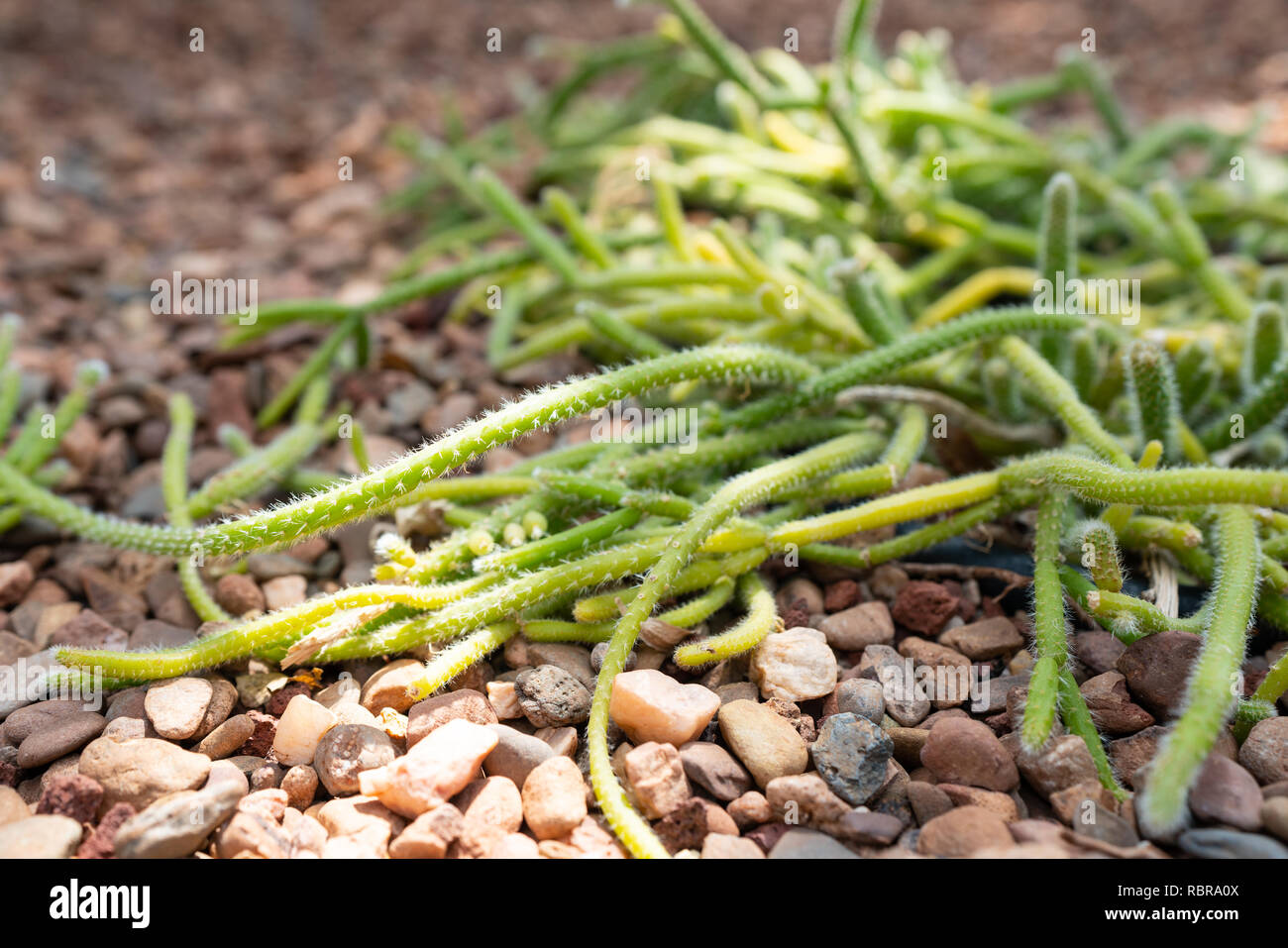 Vista ravvicinata di una Rhipsalis . baccifera vischio o rami di cactus e spine Foto Stock