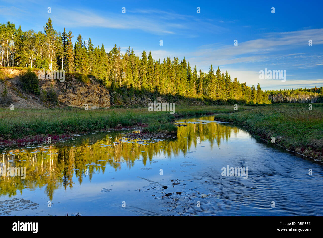 Tolleranza al sale vegetazione (rosso) samphire crescente lungo la riva del fiume di sale, Parco Nazionale Wood Buffalo, Alberta, Canada Foto Stock