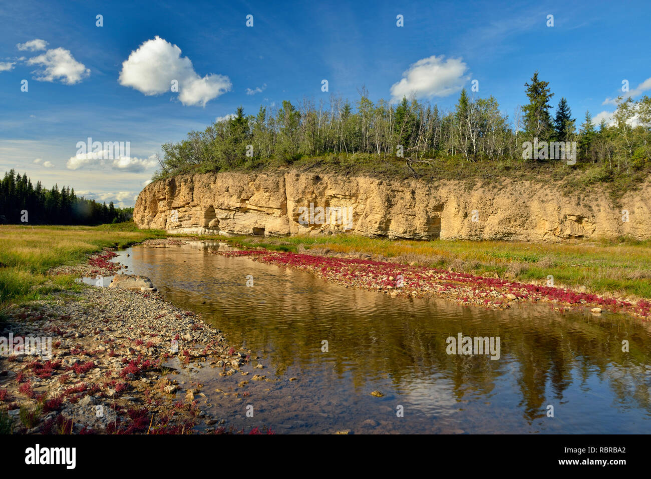 Tolleranza al sale vegetazione (rosso) samphire crescente lungo la riva del fiume di sale, Parco Nazionale Wood Buffalo, Alberta, Canada Foto Stock