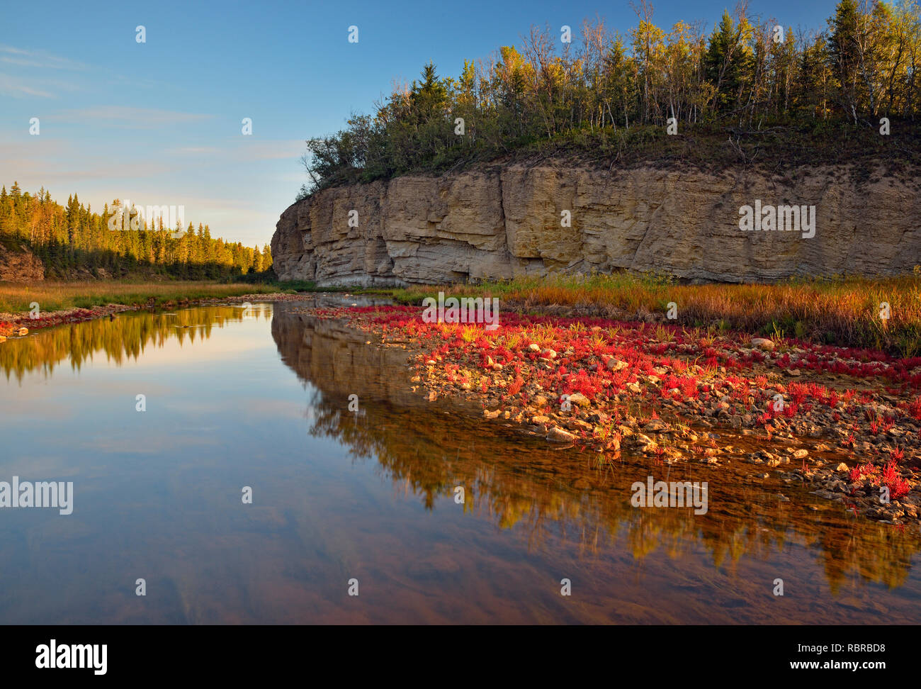 Tolleranza al sale vegetazione (rosso) samphire crescente lungo la riva del fiume di sale, Parco Nazionale Wood Buffalo, Alberta, Canada Foto Stock