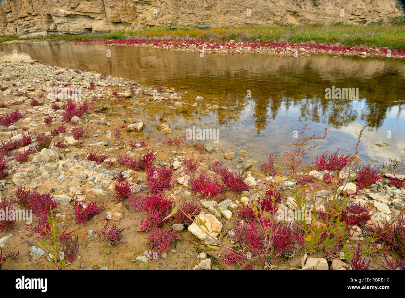 Tolleranza al sale vegetazione (rosso) samphire crescente lungo la riva del fiume di sale, Parco Nazionale Wood Buffalo, Alberta, Canada Foto Stock