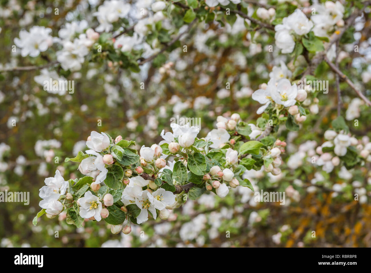 Apple Blossom a molla Foto Stock