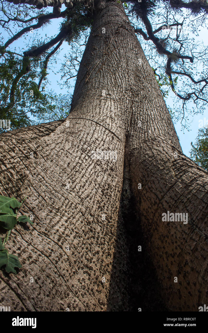 albero gigante con più di 200 anni Foto Stock