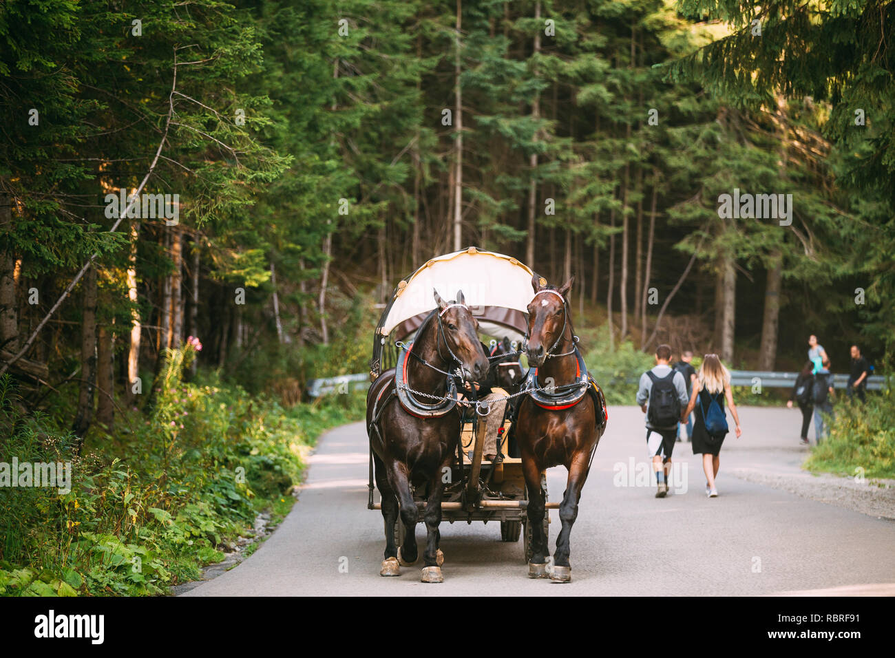 Parco nazionale dei Alti Tatra, Polonia. Uomo in Nazionale Polacca tradizionale etnica Folk costumi cavalcare un carrello imbrigliato da una coppia di cavalli lungo una strada di montagna. Foto Stock