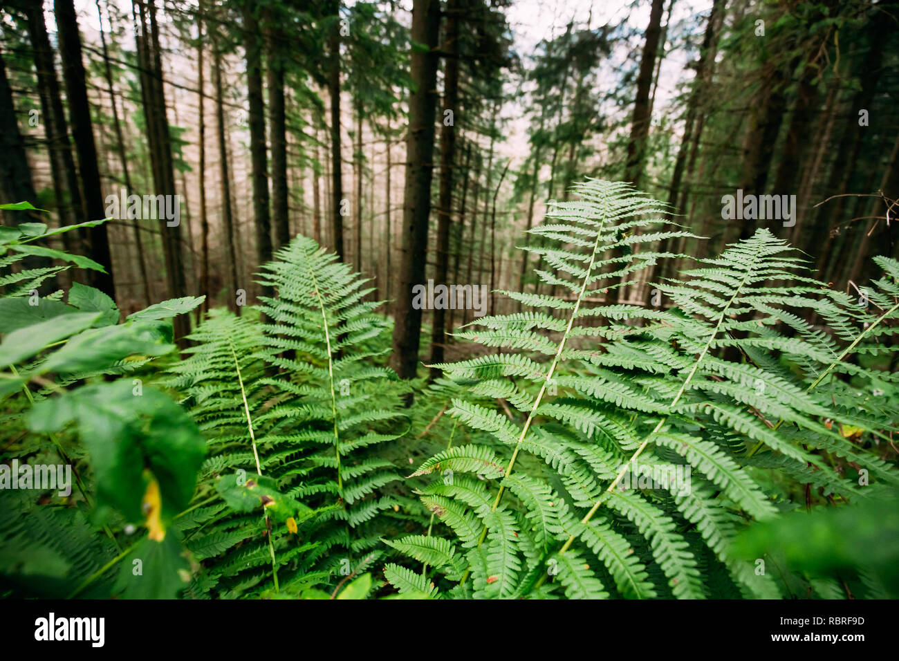 Wild Verde foglie di felce piante in Monti Tatra foresta in Polonia. Foto Stock