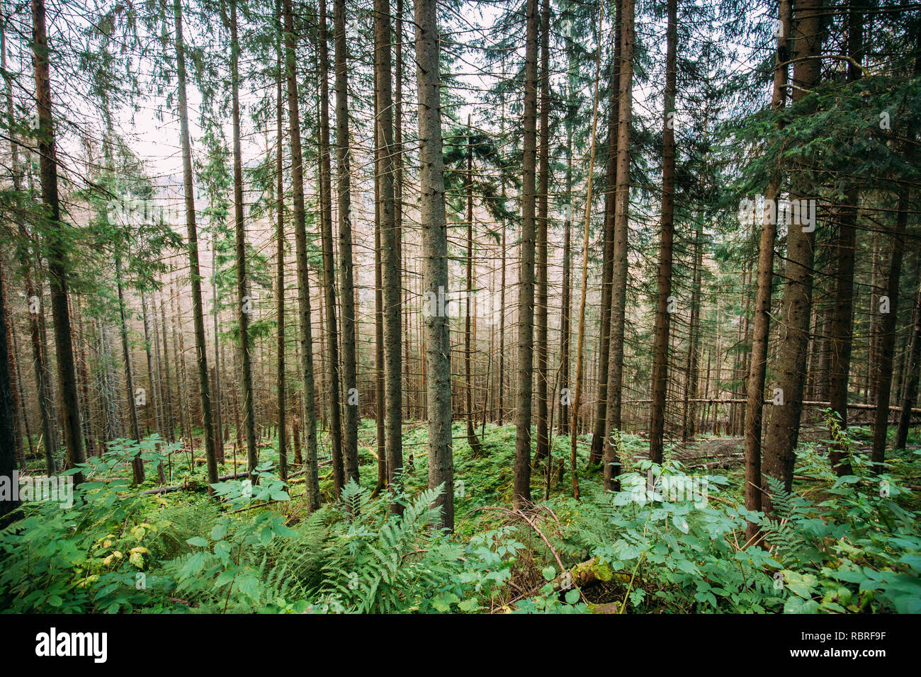 Parco nazionale dei Alti Tatra, Polonia. In estate le montagne paesaggio forestale. Alti belle pinete. UNESCO della Rete Mondiale delle Riserve della Biosfera. Foto Stock