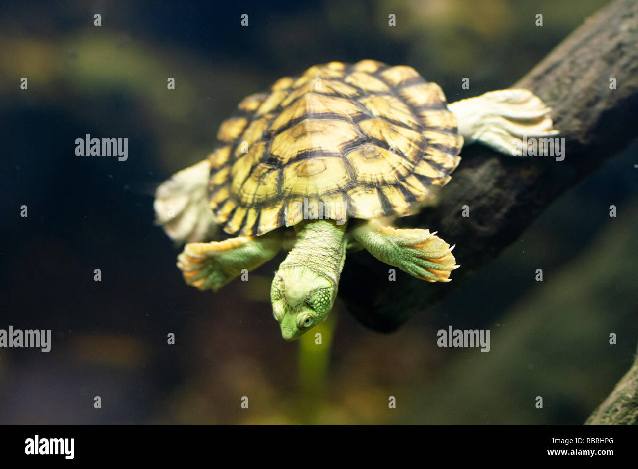 Nuoto subacqueo Bellinger fiume tartaruga a scatto o Myuchelys georgesi in NSW Australia Foto Stock