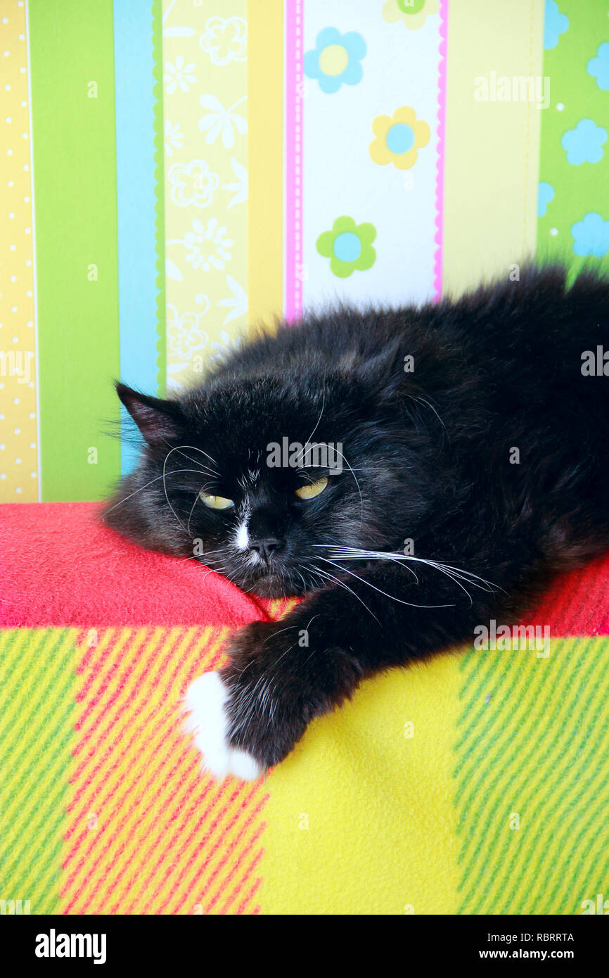 Lazy gatto nero recante sul retro colorati di divano. Bianco e nero cat recante lazy zampe fino sul divano. Muso felino vicino. Ritratto di gatto di casa resto Foto Stock