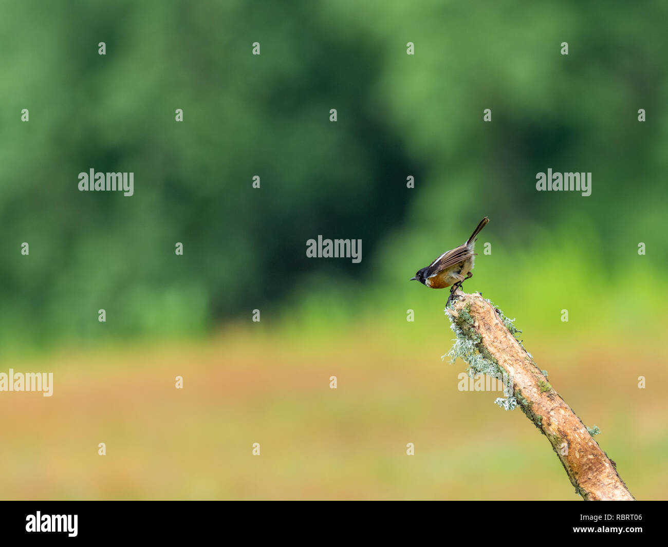 (Redstart Phoenicurus phoenicurus) Foto Stock