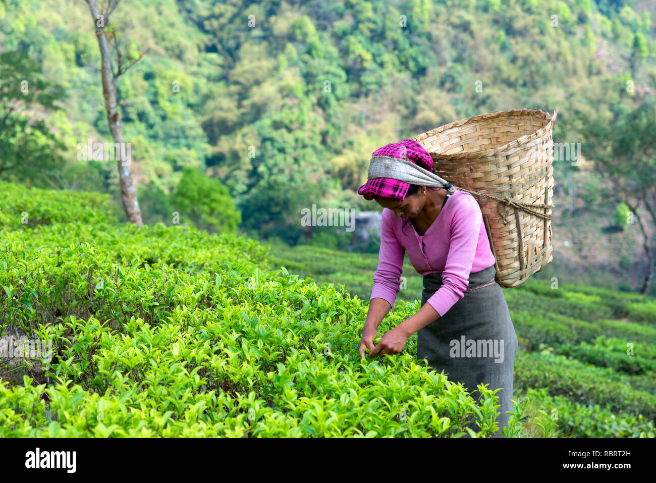 Un tè plucker sul posto di lavoro a un tea garden a Darjeeling. Foto Stock