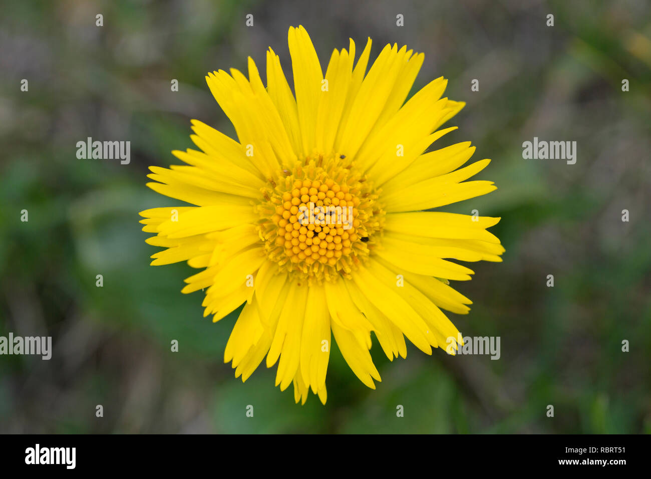 Leopard's-bane (Doronicum glaciale) in fiore, Parco Nazionale degli Hohe Tauern, Carinzia, Austria Foto Stock