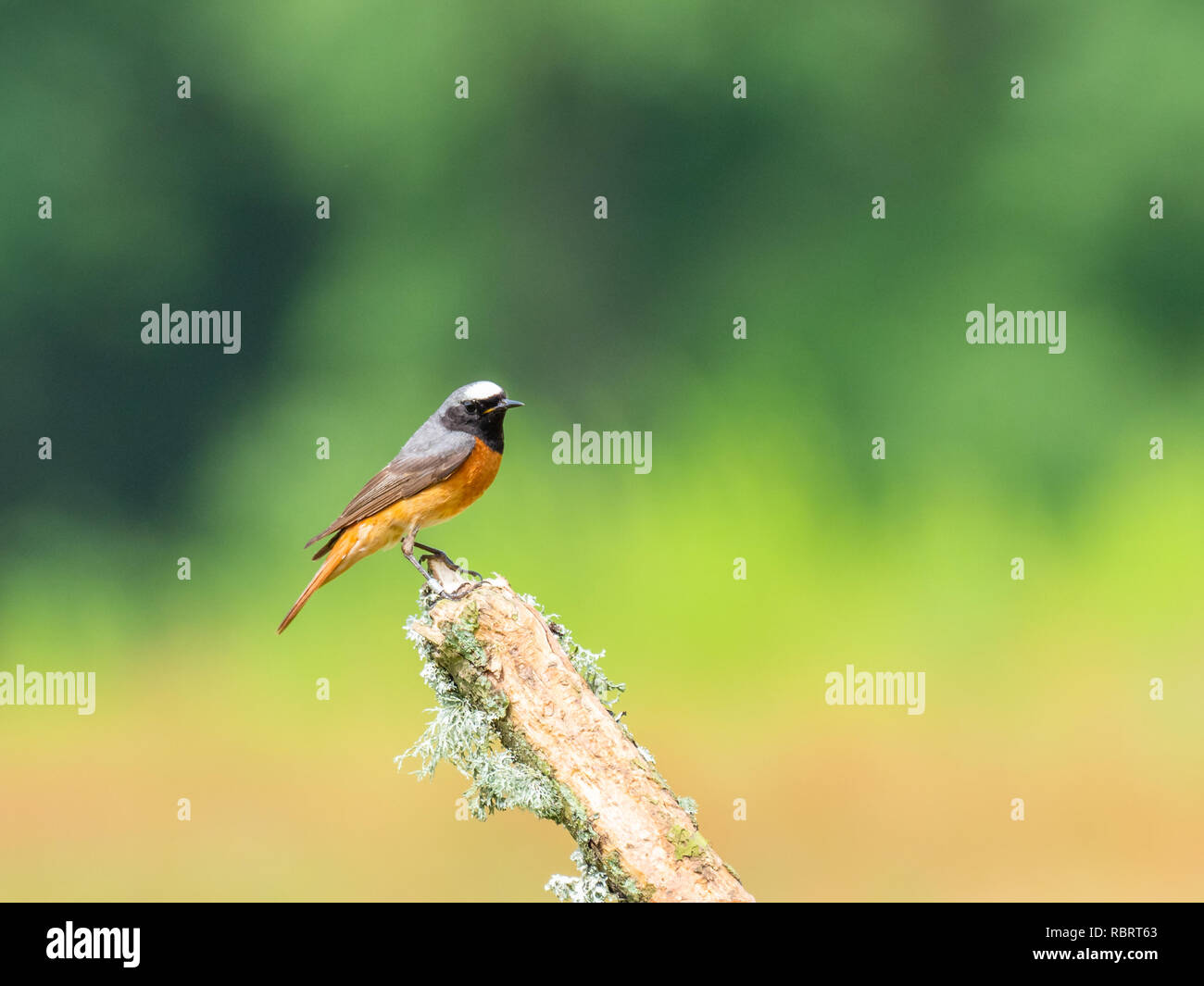 (Redstart Phoenicurus phoenicurus) Foto Stock