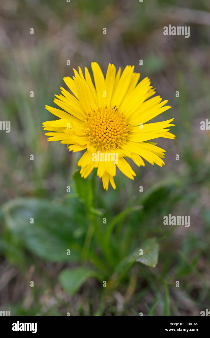 Leopard's-bane (Doronicum glaciale) in fiore, Parco Nazionale degli Hohe Tauern, Carinzia, Austria Foto Stock
