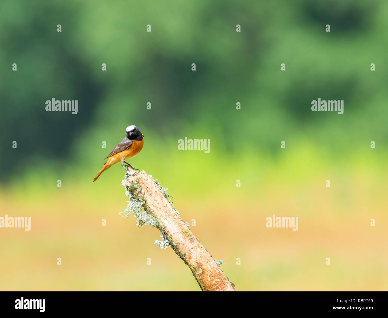 (Redstart Phoenicurus phoenicurus) Foto Stock