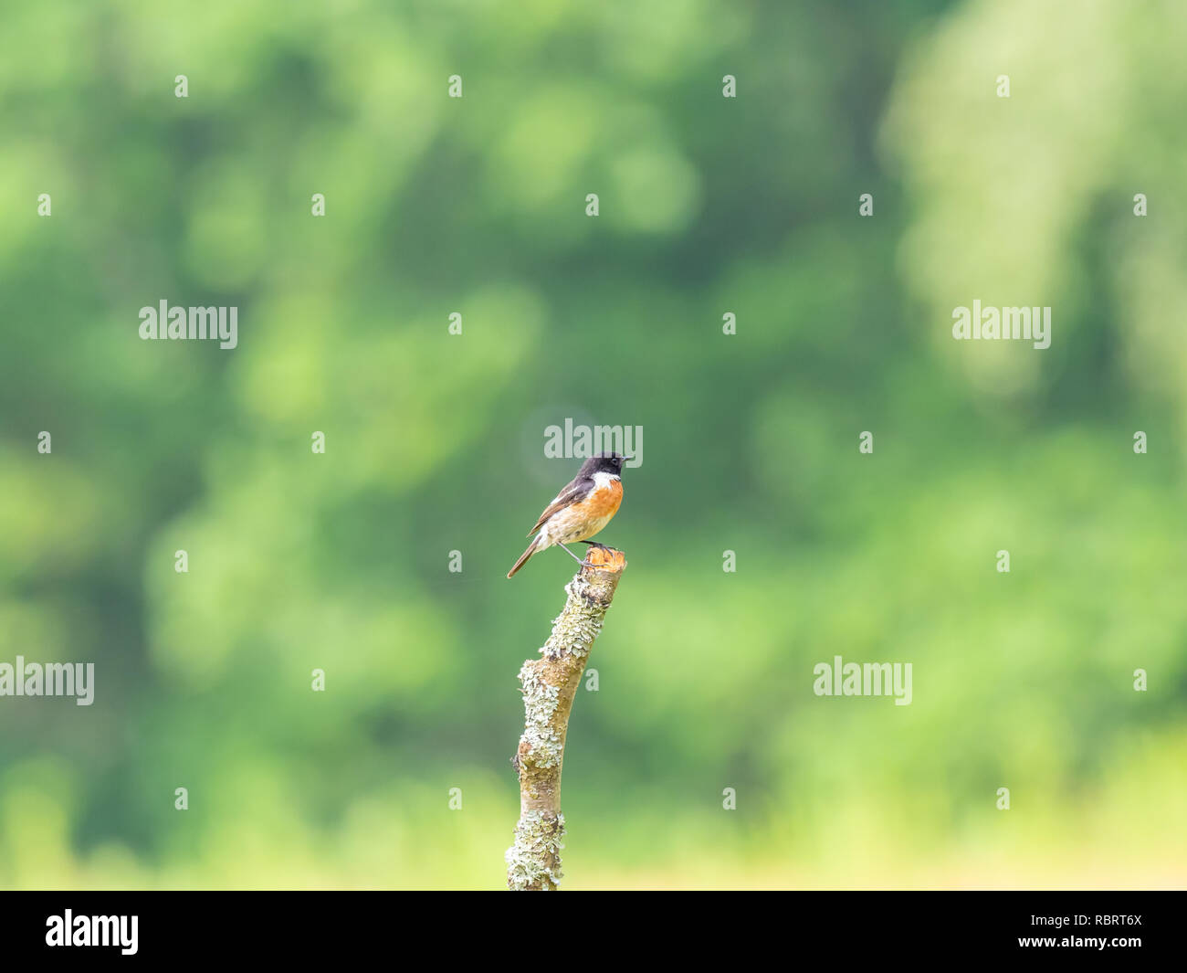 (Redstart Phoenicurus phoenicurus) Foto Stock