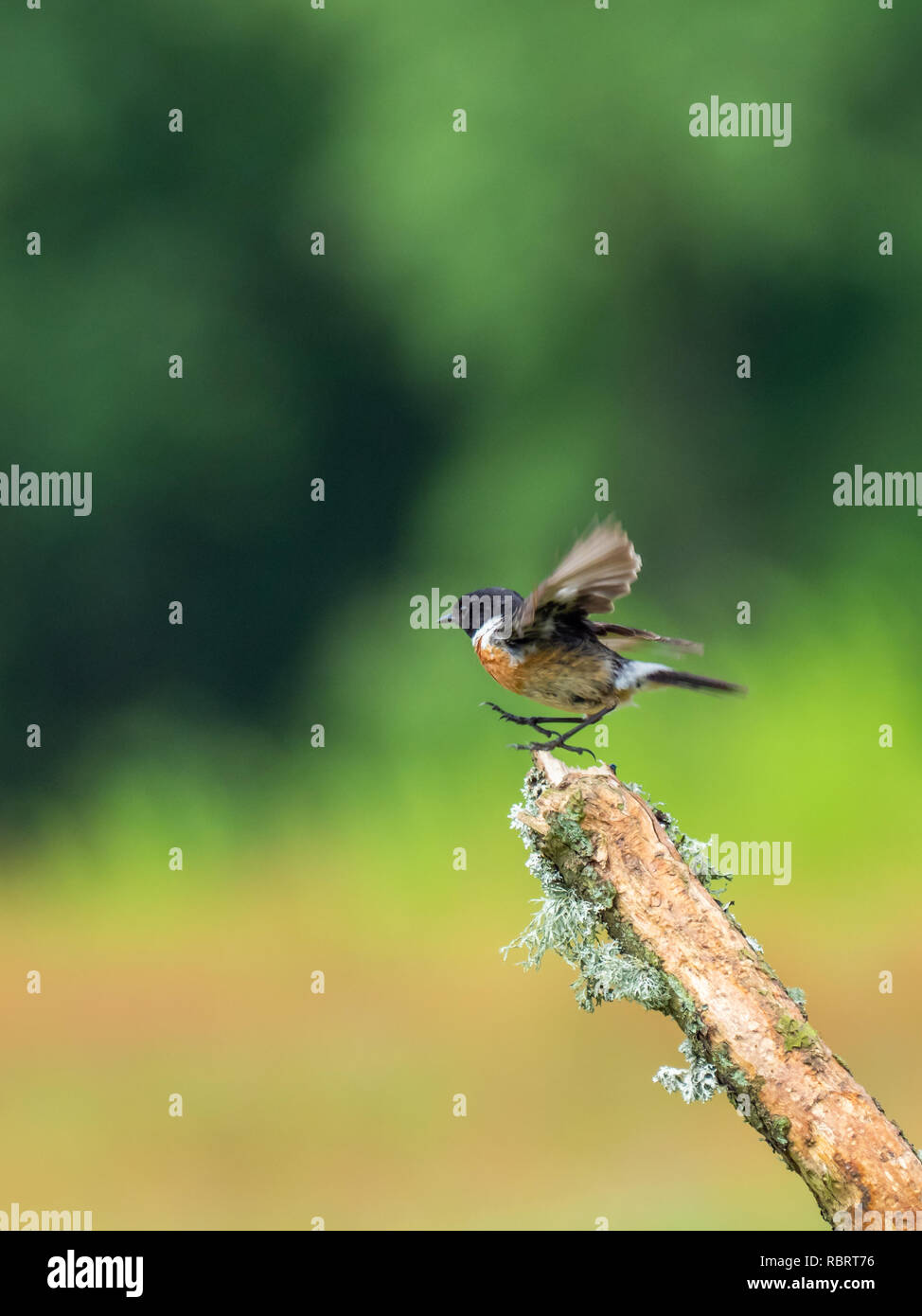 (Redstart Phoenicurus phoenicurus) Foto Stock