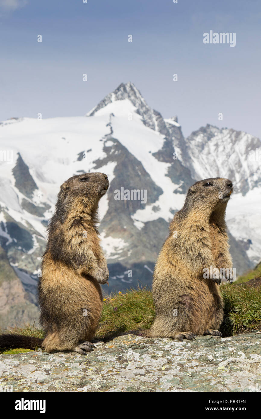 Marmotte (Marmota marmota) coppia di fronte a montagne coperte di neve Grossglockner, Parco Nazionale degli Hohe Tauern, Carinzia, Austria Foto Stock