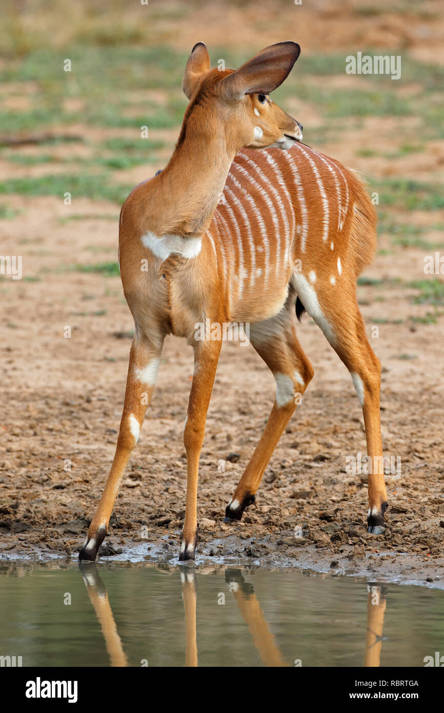 Femmina di antilope Nyala (Tragelaphus angasii), Mkuze Game Reserve, Sud Africa Foto Stock