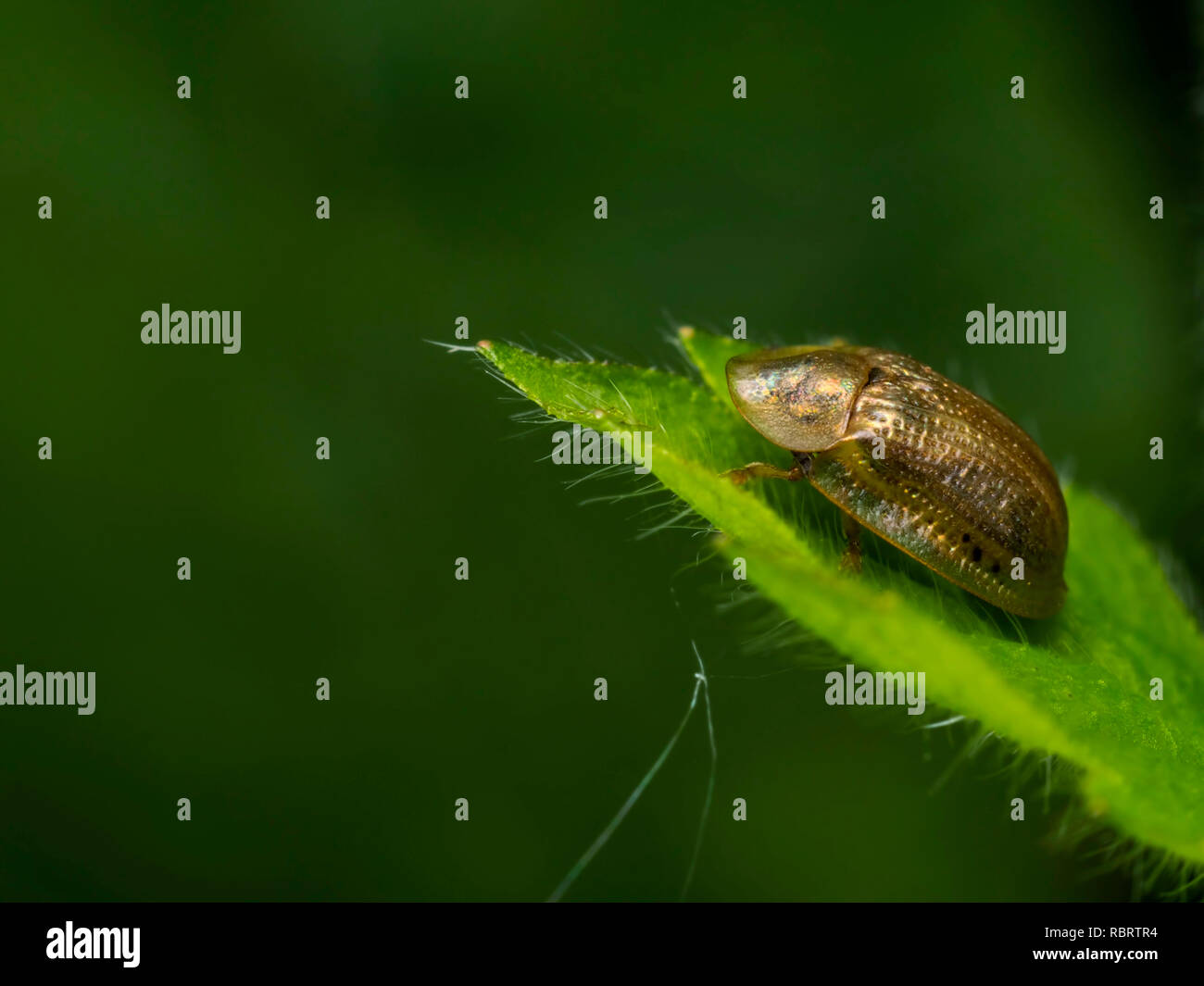 Un pallido Scarabeo tartaruga (Cassida flaveola) trovata a Garston di legno in Dorset. Foto Stock