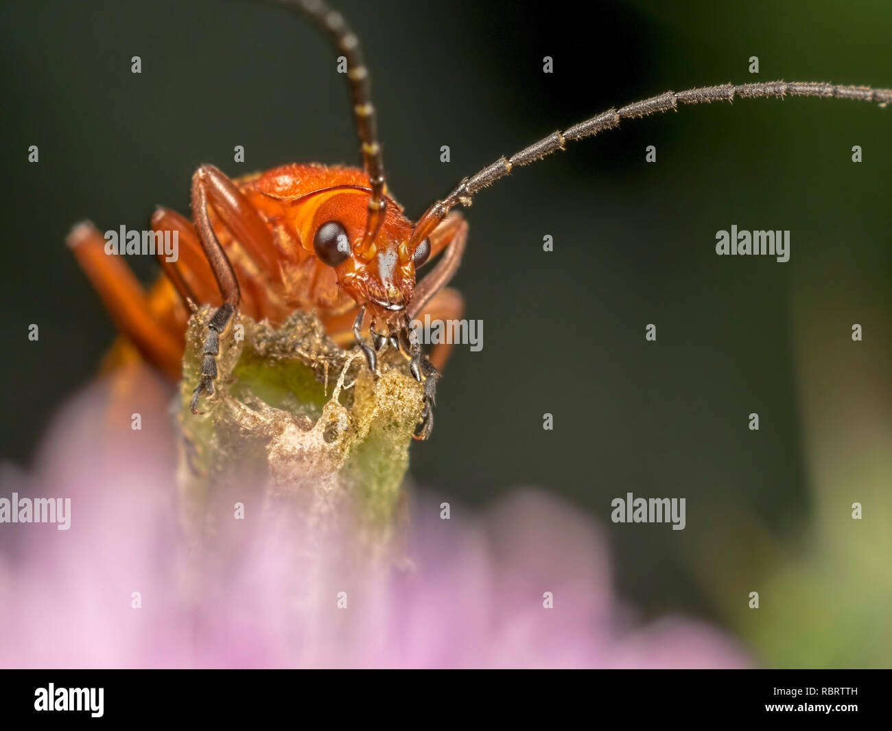 Un comune soldato rosso Beetle (Rhagonycha fulva) Il peering sopra la parte superiore di un impianto di stelo. Un membro del soldato coleottero Cantharidae della famiglia. Foto Stock
