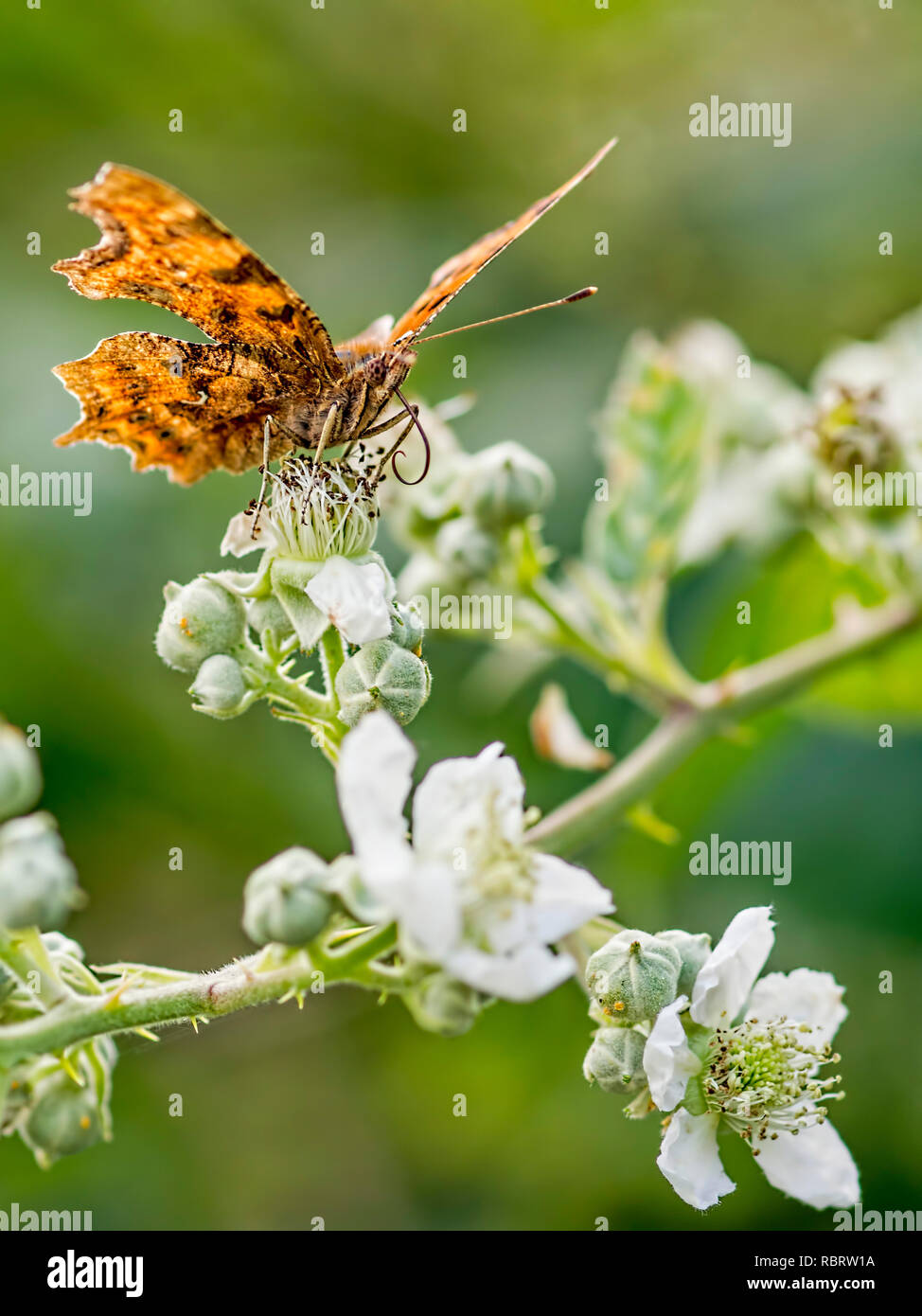 Una virgola (Polygonia c-album) farfalla prese a Blashford laghi riserva naturale in Hampshire. Foto Stock