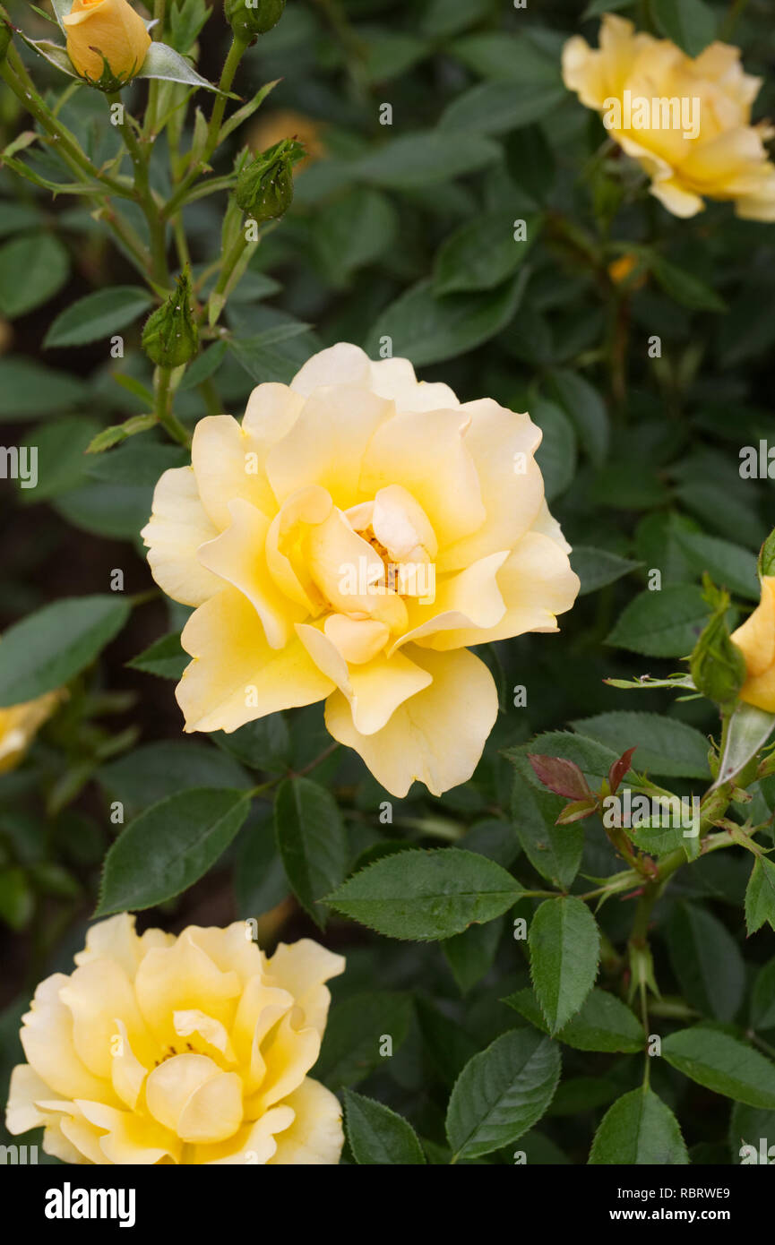 Rosa d'oro "Spice Frymega'. Giallo rosa ad arbusto in un giardino inglese. Foto Stock