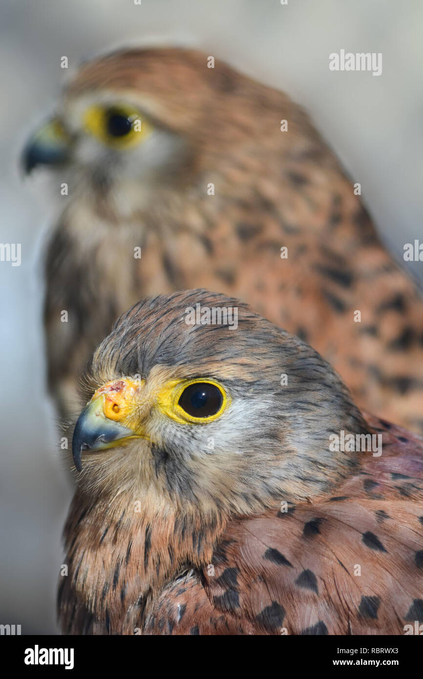 Coppia di comune o il Gheppio Falco tinnunculus, la messa a fuoco in primo piano bird, vista ravvicinata contro sfondo blured Foto Stock