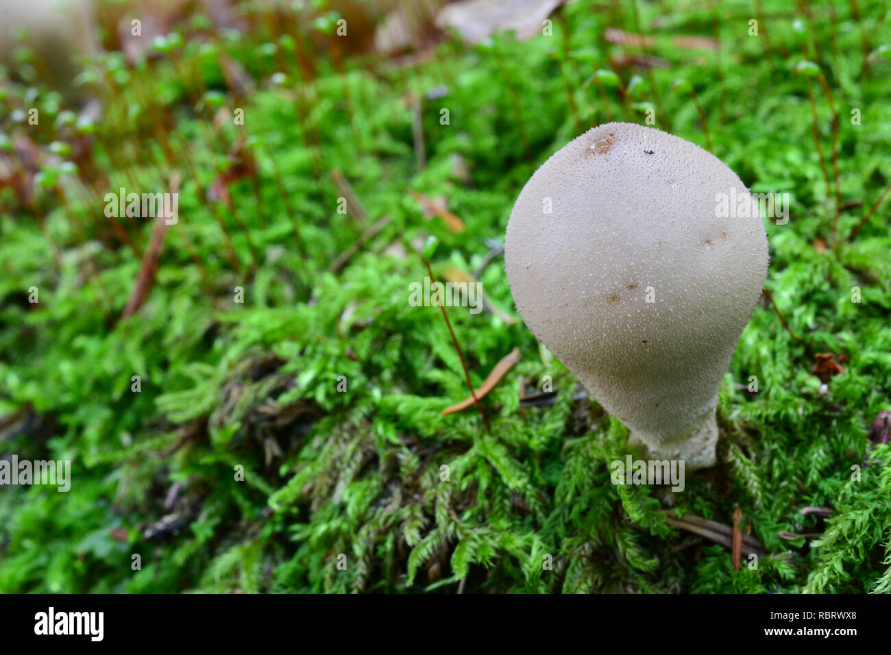 Il moncone Puffball fungo o Lycoperdon pyriforme in habitat naturale, Foto Stock