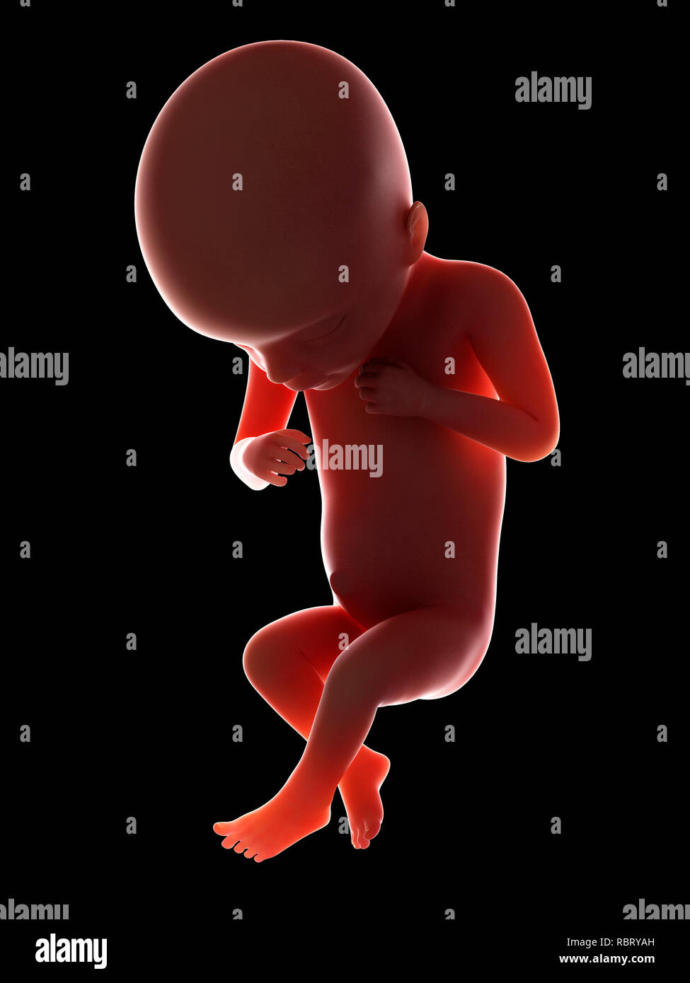 Illustrazione di un feto nella settimana 18. Foto Stock