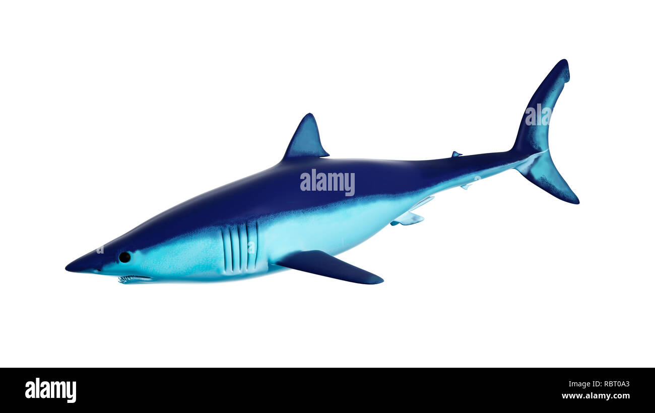 Illustrazione di un squalo mako. Foto Stock