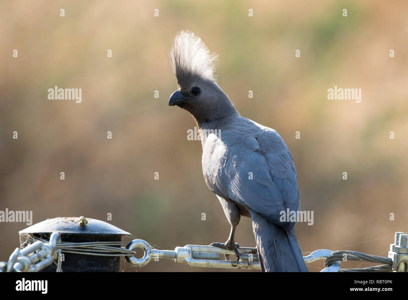 Grigio go-away-bird (Corythaixoides concolor) Foto Stock