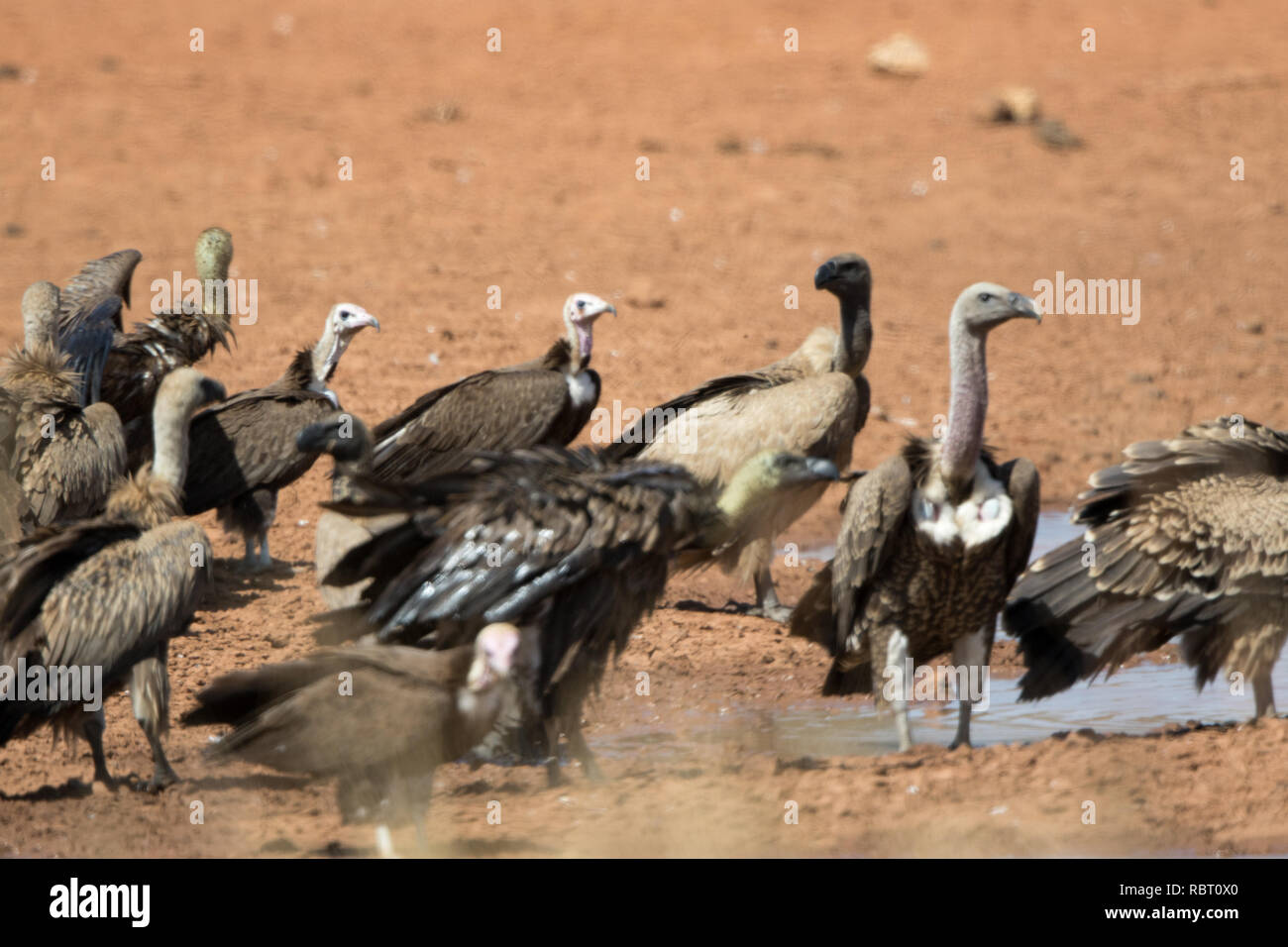 African White-Backed Vulture (Gyps africanus) Foto Stock