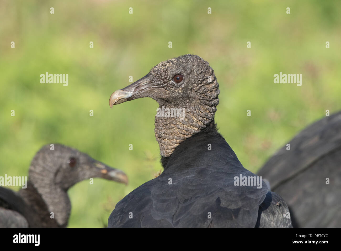 Avvoltoio nero (Coragyps atratus) Foto Stock