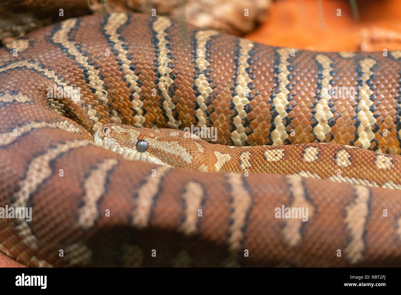 Vista ravvicinata di un tappeto Centralian python o Morelia bredli in Australia Foto Stock