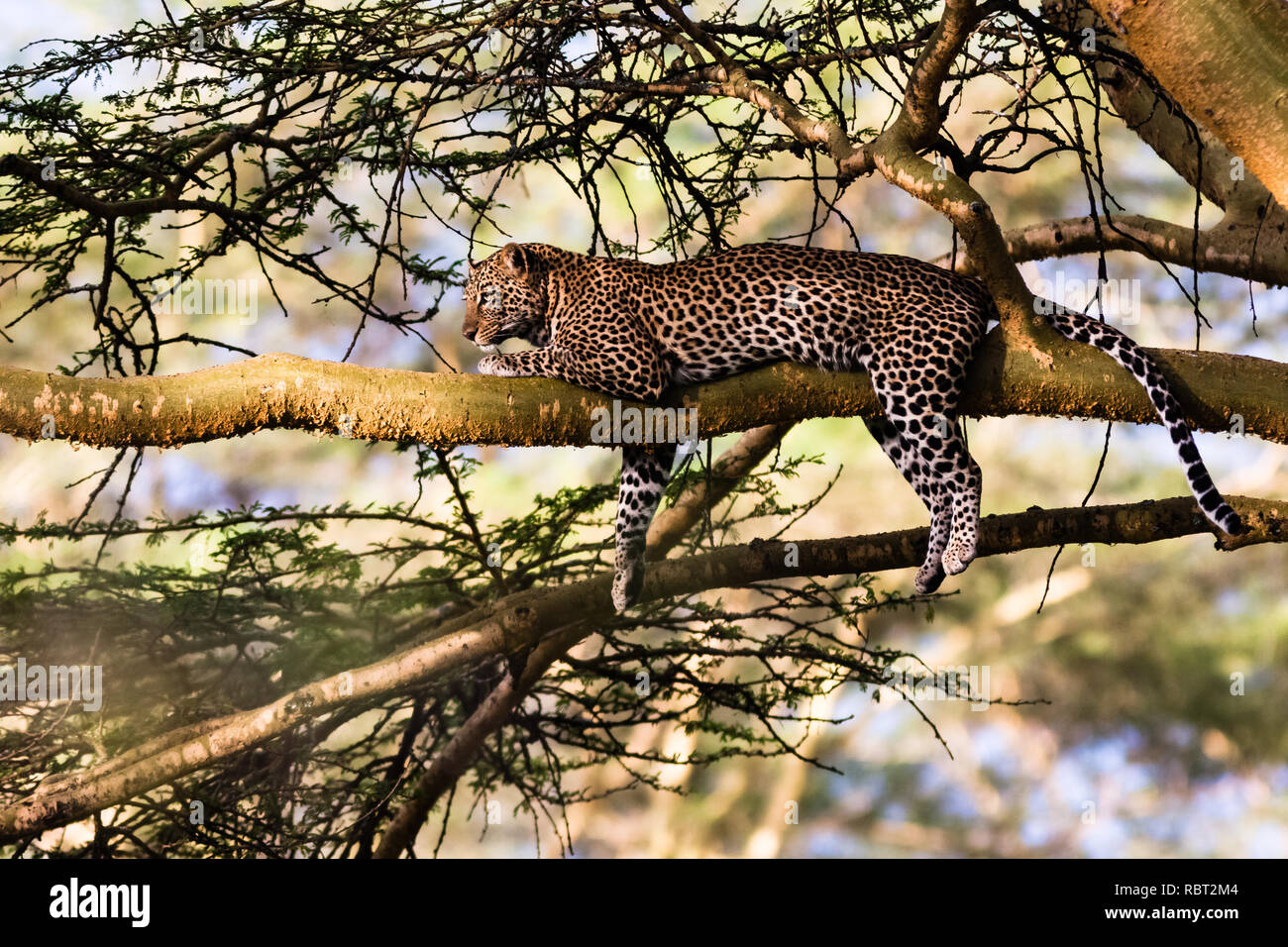 Ritratto di un sonno Leopard su un albero. Nakuru, Kenya Foto Stock