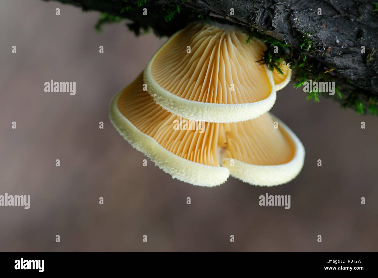 Phyllotopsis nidulans, comunemente noto come il mock oyster o la Orange oyster Foto Stock