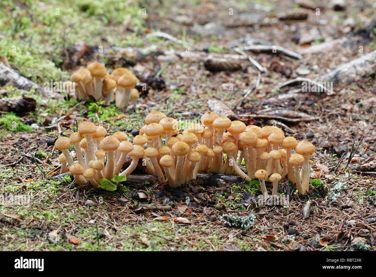 Northern miele fungo Armillaria borealis, un fungo commestibile dalla Finlandia Foto Stock