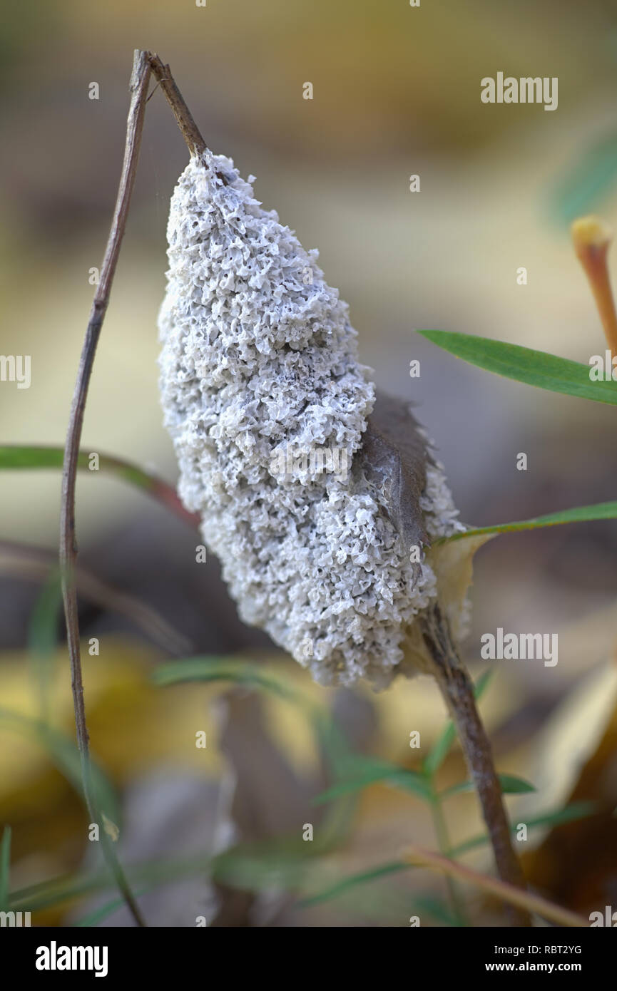 Cane malato di fango o di stampo cane malati fungo, Mucilago crustacea Foto Stock