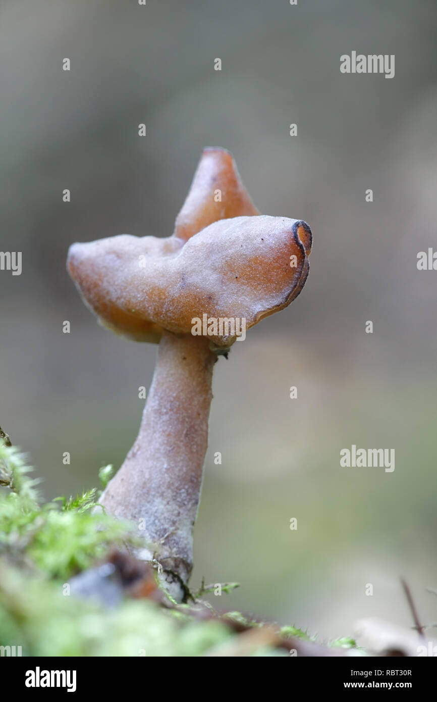 Gyromitra infula, comunemente noto come incappucciati false morel o la sella foliatile Foto Stock